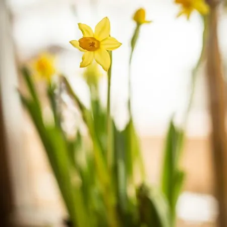 Haus Christoph Lejlighed Maria Alm am Steinernen Meer
